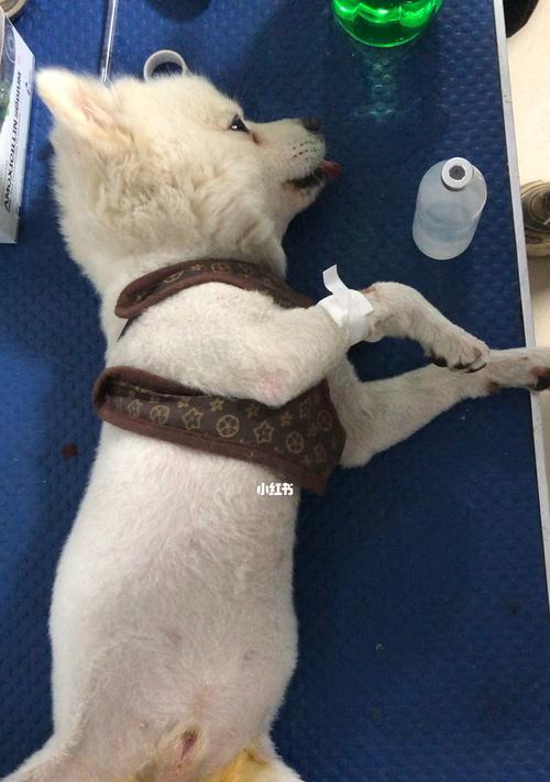 猫没有做绝育手术会带来的问题（控制繁殖）