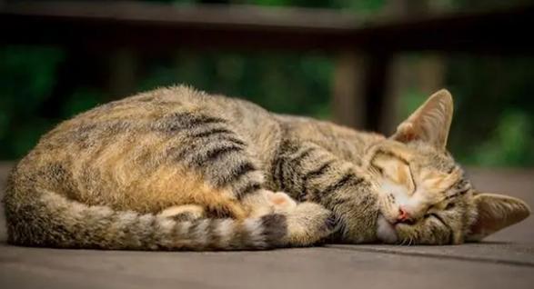 为什么猫喜欢以猫趴前腿睡觉（揭开猫咪睡姿背后的秘密）