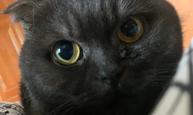 揭秘猫身上神秘的黑色物质（探寻黑色物质的成因与意义）