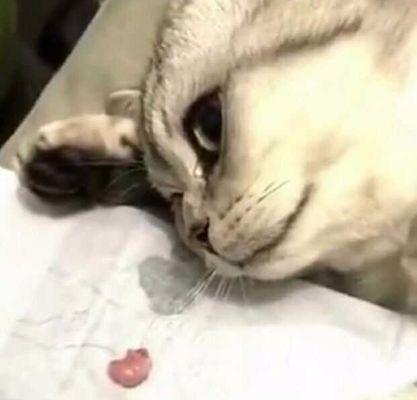 猫咪生完小猫多久可以绝育（为了宠物的健康）