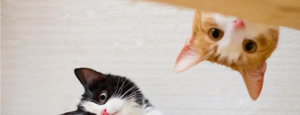 猫妈妈为什么会吃自己的小猫（探寻自然界中猫的生育行为奥秘）