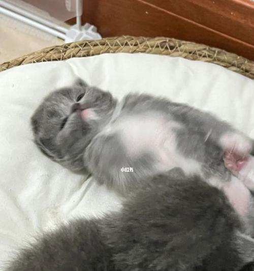 猫咪的生殖能力