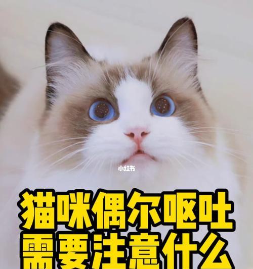 猫妈妈必看（注意事项及细节把握）