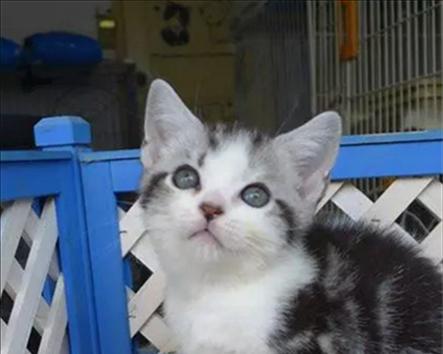 探索猫咪睡姿和耳朵的关系，解密猫咪神奇的睡眠习惯（探索猫咪睡姿和耳朵的关系）