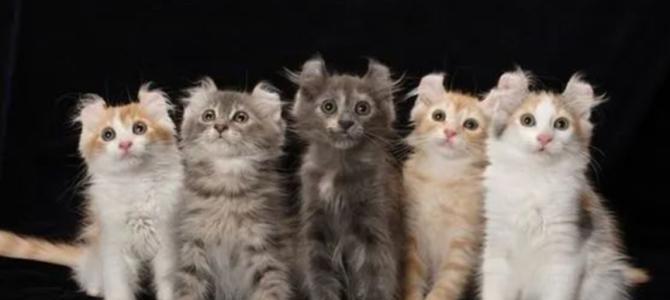猫外驱内驱的意义（如何以宠物猫为例）