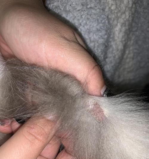 猫发生猫癣的原因及应对方法（宠物猫突然出现猫癣该怎么办）