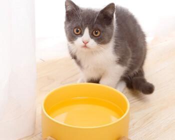 用猫洗澡盆子洗猫咪，你需要知道的事情（以宠物为主）