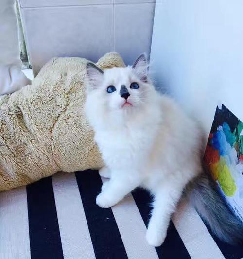 以猫小姐布偶猫舍为例，探究优秀宠物繁育之道