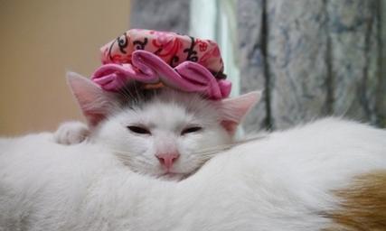 揭秘猫小猫真名——宠物界掀起的八卦热潮（程小猫八卦掌真名曝光）