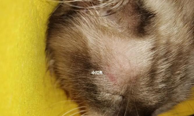 急！宠物猫眼睛发炎还吐怎么办（教你如何应对猫咪突发状况）