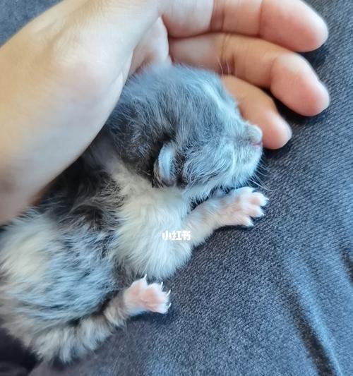 猫早产小猫死了，如何保证小猫的生存（宠物主人必知的小猫早产护理技巧）