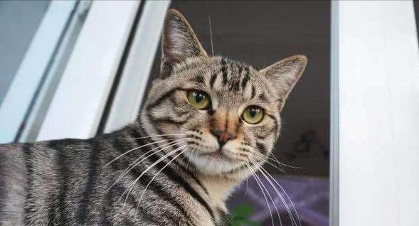 猫咪占领地盘的秘诀（宠物猫如何利用本能占据领土）
