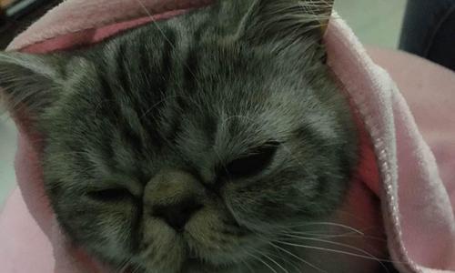 家有宠物，当心猫瘟（猫咪2岁半患上猫瘟）
