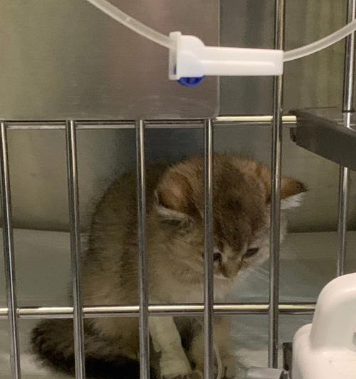 宠物猫咪PCR检查（从猫咪PCR检查的意义）