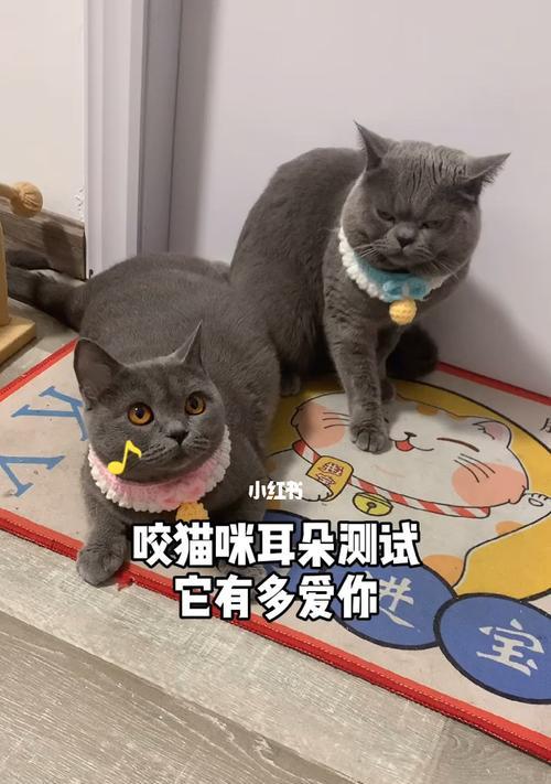瞬间变身（迷人的猫咪小耳朵）