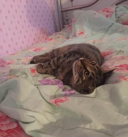 猫咪霸占我的床（宠物生活的日常趣闻）