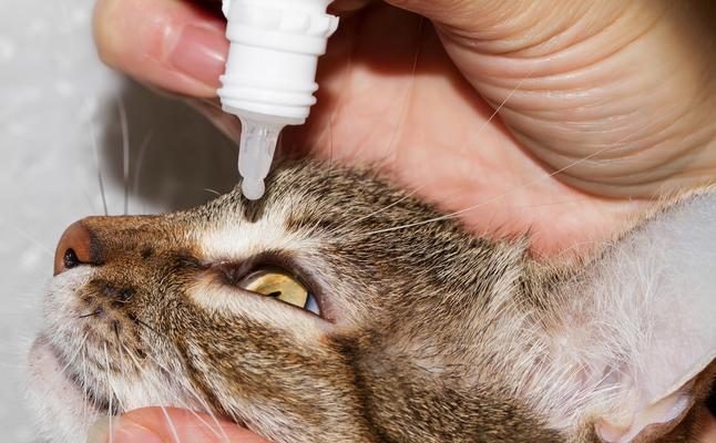 宠物猫咪白内障会怎样影响生活（探究白内障对猫咪生活的影响及应对方法）