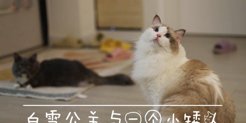 《猫咪白雪公主》与宠物世界的童话故事