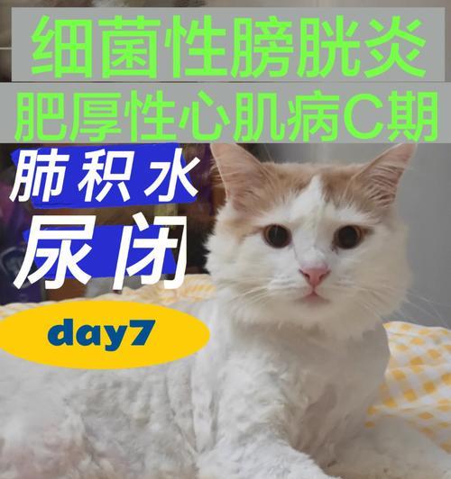 如何治疗猫咪膀胱炎（半个多月的治疗经验分享）