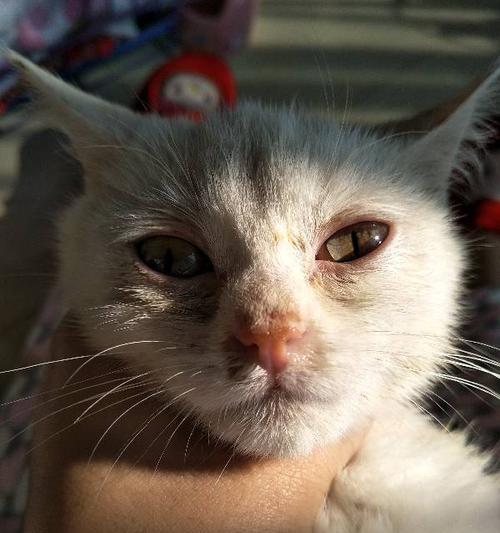 猫咪抓伤后得猫瘟，如何正确护理（猫咪健康）