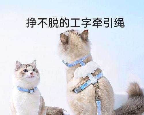 宠物不见了怎么办（以猫咪被扔了为例）