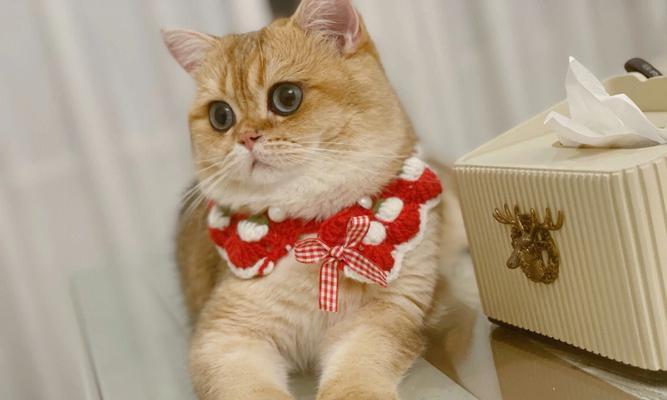 猫咪被“困”在纸巾盒里，主人们的亲身经历！