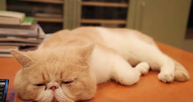 猫咪被主人打犯困的原因及解决方法（探究猫咪为何会被打犯困）