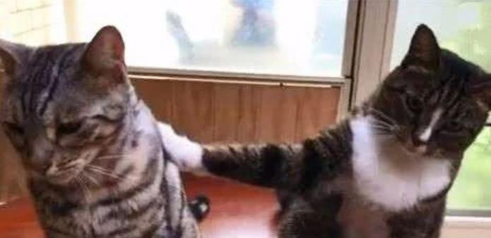 「猫咪的奇怪行为（「宠物猫的行为学解析）