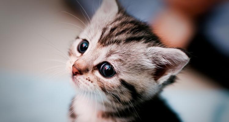 猫咪鼻气管炎（如何防止猫咪鼻气管炎的发生）