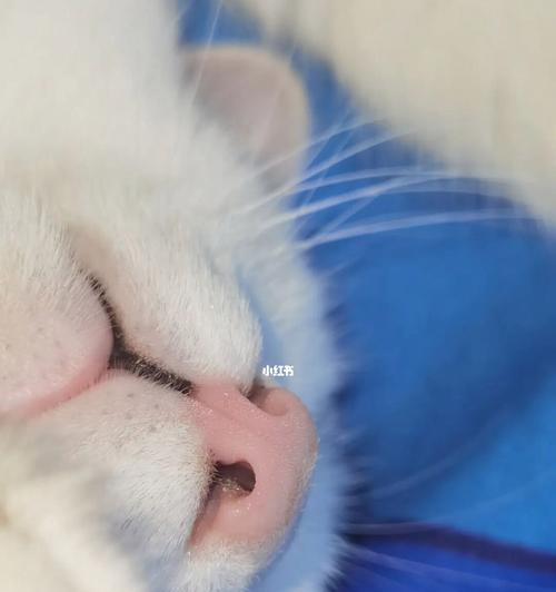 猫咪鼻涕有血丝怎么办（宠物健康必知）