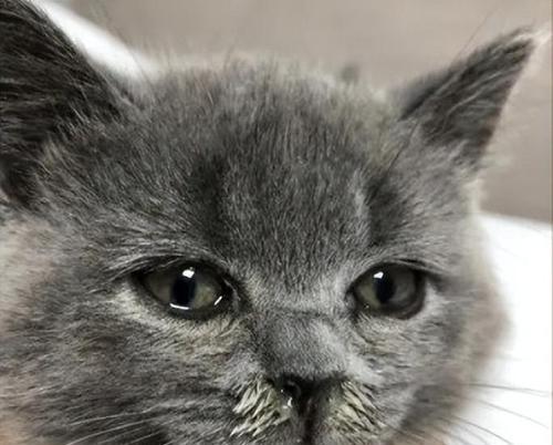 解决宠物猫咪鼻头干问题的有效方法（从生活环境）