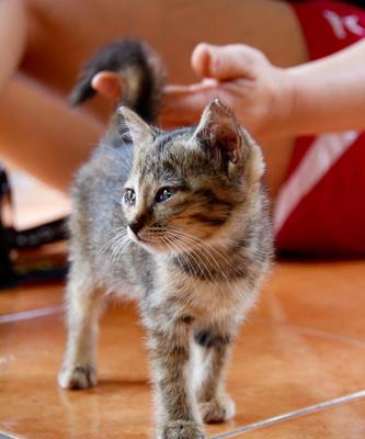 猫咪鼻子被烟熏黄了（宠物健康小贴士）