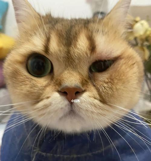 解密猫咪鼻子堵（揭秘猫咪鼻子堵背后的隐秘原因）
