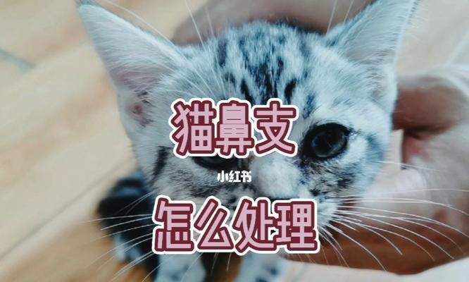揭秘猫咪鼻子发出的堵塞声音（探究猫咪鼻子堵塞的原因及解决方法）