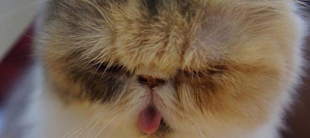 揭秘猫咪鼻子干燥和耳朵发热的原因与解决方法（探究宠物猫咪健康的重要性）
