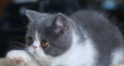 猫咪鼻涕满满哼哼不停（如何帮助猫咪摆脱鼻涕困扰）