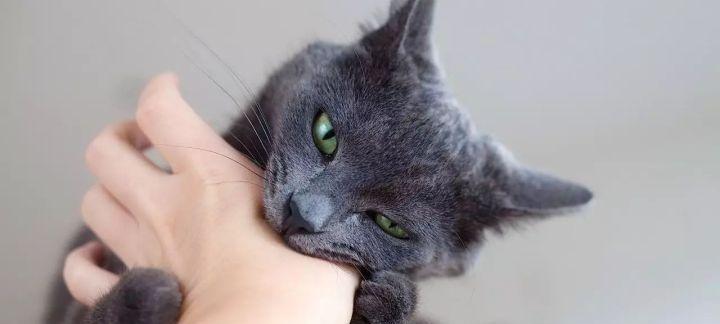 揭秘猫咪鼻子呼吸得很快的原因（宠物猫咪的呼吸系统和行为习惯解析）