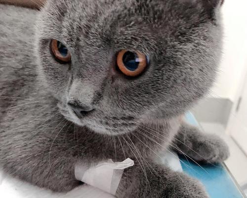 解决猫咪鼻子塞的偏方大全（以宠物为主）