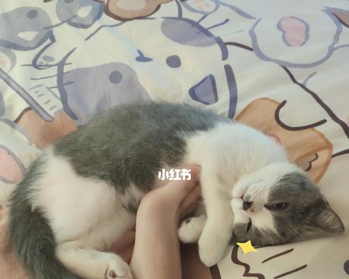 宠物猫咪着凉引发拉肚子的防护和治疗方法（如何避免猫咪着凉并应对拉肚子问题）