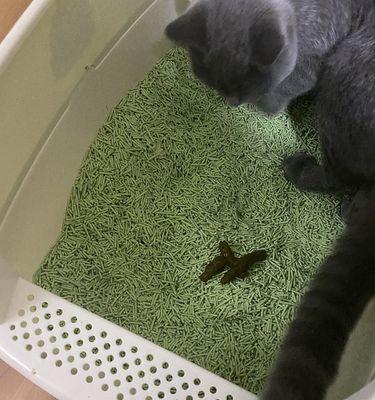 宠物猫咪着凉引发拉肚子的防护和治疗方法（如何避免猫咪着凉并应对拉肚子问题）