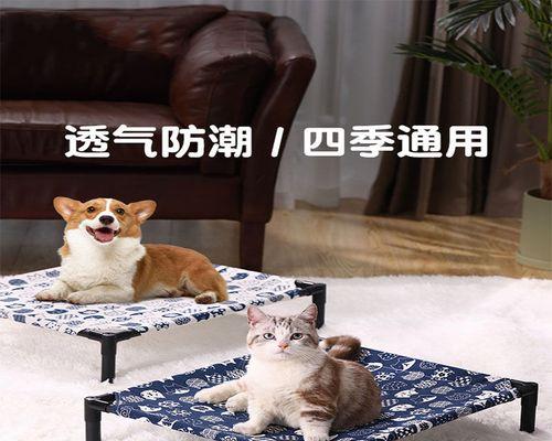 猫咪空刨地板的原因和解决方法（了解猫咪的行为习惯）