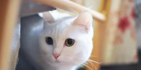 如何解决猫咪口臭问题（以宠物为主）