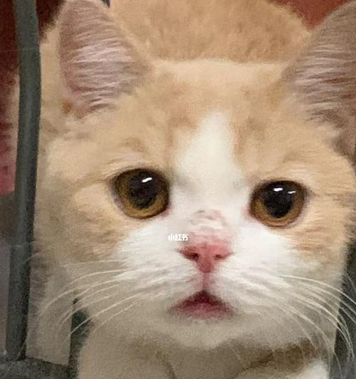 猫咪口水臭不吃东西的原因与解决方法（了解宠物口臭的危害）