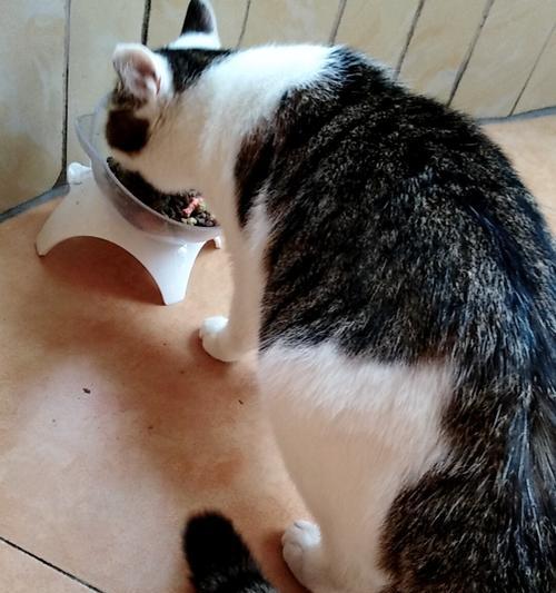 猫咪口吐绿黄色液体原因及处理方法（揭秘宠物猫咪口吐的病因和护理技巧）