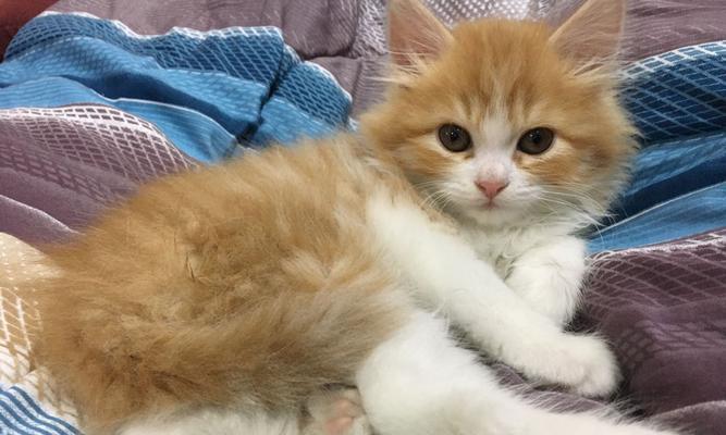 猫咪口吐绿黄色液体原因及处理方法（揭秘宠物猫咪口吐的病因和护理技巧）