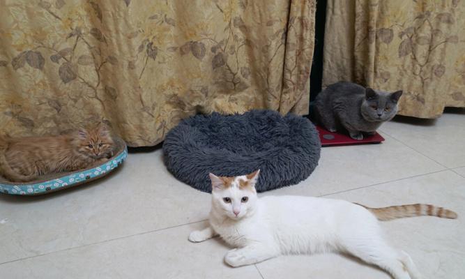 猫咪拉不出尿又吐了，该如何处理（宠物主人必看！如何帮助猫咪缓解症状）