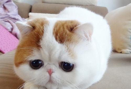 宠物猫咪拉肚子鼻涕粘液问题解决方案（有效措施让猫咪告别拉肚子）