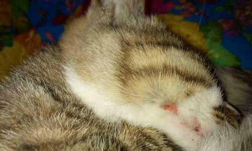 猫咪拉肚子不吃不喝怎么办（以宠物为主）