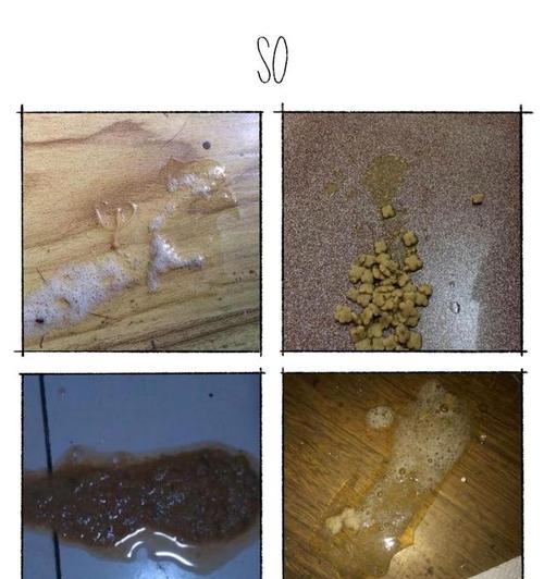 猫咪拉肚子吃药还吐怎么办（宠物饮食管理的重要性）