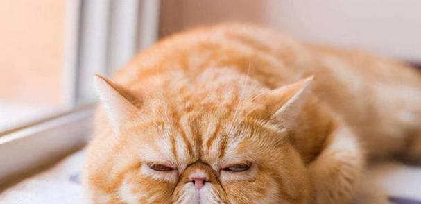 怎样解决猫咪拉肚子和肚子浮肿的问题（掌握正确的喂养方法）